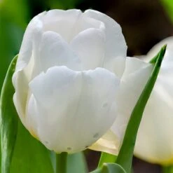 Hakuun Darwin Tulip 10 Hakuun Darwin Tulip -High Country Gardens hakuun darwin tulip 3