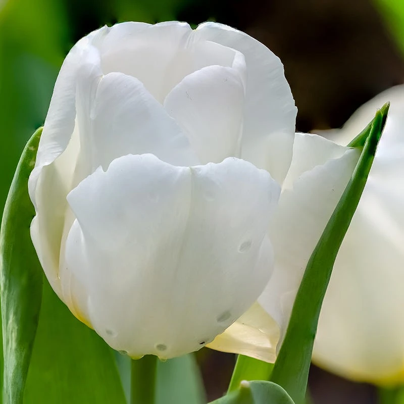 Hakuun Darwin Tulip 6 Hakuun Darwin Tulip - Image 4