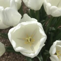 Hakuun Darwin Tulip 11 Hakuun Darwin Tulip -High Country Gardens hakuun darwin tulip 4