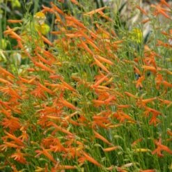 Luminous Pineleaf Penstemon 6 Luminous Pineleaf Penstemon -High Country Gardens hcg 2016 plantoftheyear penstemon pinifolius luminous close up 1 2