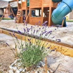 FlowerKisser® After Midnight English Lavender 9 FlowerKisser® After Midnight English Lavender -High Country Gardens hcg flowerkisser after midnight playground pr cropped