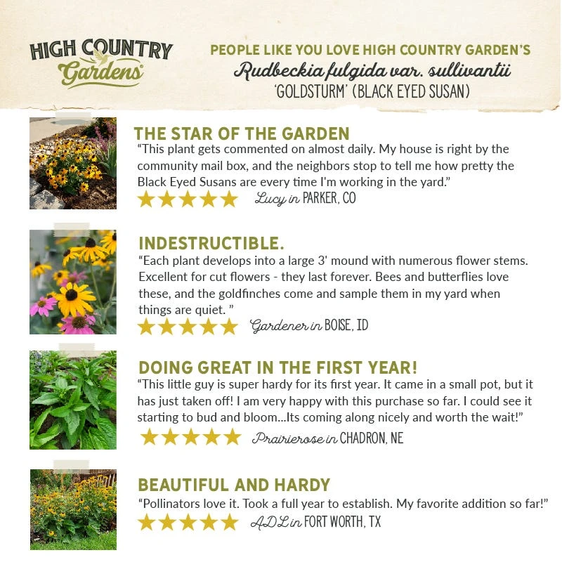 Goldsturm Black Eyed Susan 8 Goldsturm Black Eyed Susan - Image 6