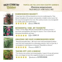 Major Wheeler Honeysuckle Vine 17 Major Wheeler Honeysuckle Vine -High Country Gardens hcg pdp testimonial major wheeler honeysuckle 01