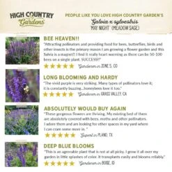 May Night Salvia -High Country Gardens hcg pdp testimonial may night salvia 01