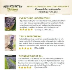 Phenomenal® Lavender -High Country Gardens hcg pdp testimonial phenomenal lavender 01