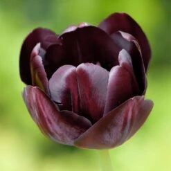 Queen Of The Night Single Late Tulip 7 Queen Of The Night Single Late Tulip -High Country Gardens hcg single late tulip queen of the night
