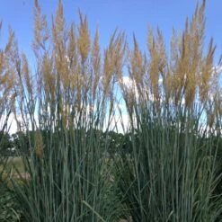 Thin Man Golden Prairie Grass -High Country Gardens hcg sorghastrum thin man 1 1