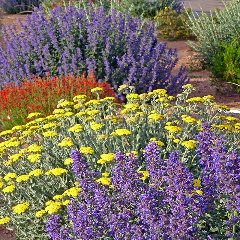 Summer Showstopper Pre-Planned Garden 3 Summer Showstopper Pre-Planned Garden