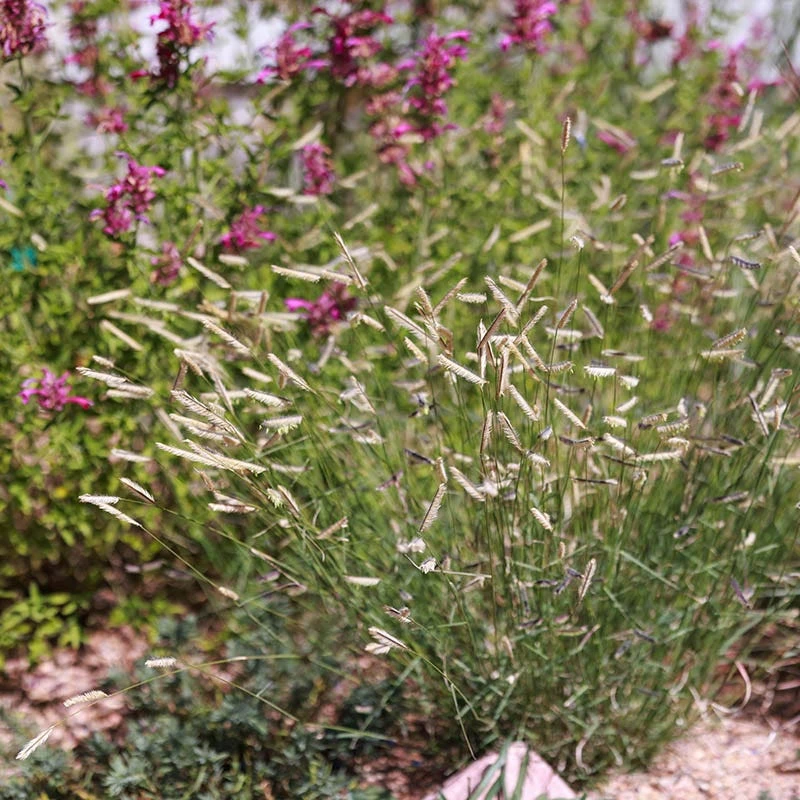 Zig Zag Blue Grama Grass 6 Zig Zag Blue Grama Grass - Image 4
