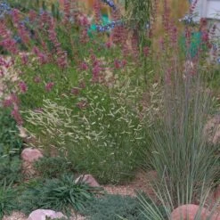 Zig Zag Blue Grama Grass 11 Zig Zag Blue Grama Grass -High Country Gardens heididenverdrygardens cropped2