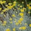 Silver Curry Bush (Helichrysum) 1 Silver Curry Bush (Helichrysum) -High Country Gardens helichrysum tianshanicum cold hardy 56500 2 cropped