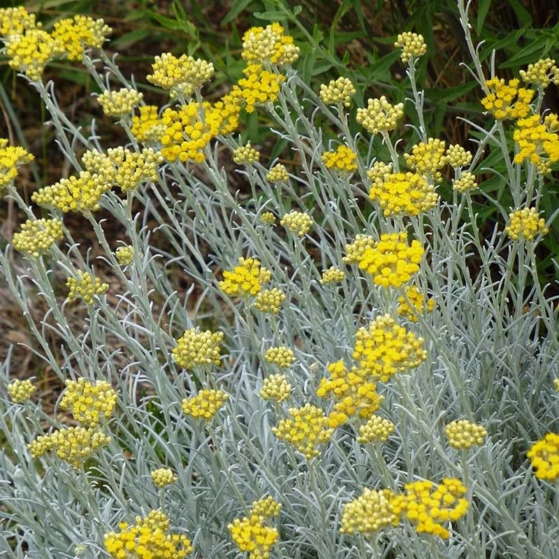 Silver Curry Bush (Helichrysum) 3 Silver Curry Bush (Helichrysum)