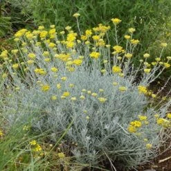 Silver Curry Bush (Helichrysum) 9 Silver Curry Bush (Helichrysum) -High Country Gardens helichrysum tianshanicum cold hardy strain 56500 1 cropped