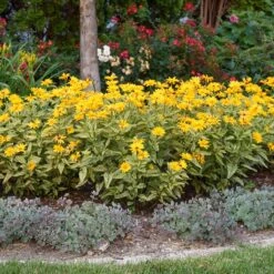 Sunstruck Heliopsis -High Country Gardens heliopsis helianthoides sunstruck 3 credit walters gardens