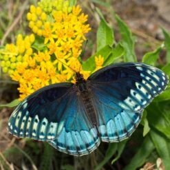 Hello Yellow Butterfly Weed 11 Hello Yellow Butterfly Weed -High Country Gardens hello yellow butterfly weed 1