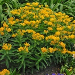 Hello Yellow Butterfly Weed 10 Hello Yellow Butterfly Weed -High Country Gardens hello yellow butterfly weed