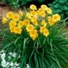 Stella D'Oro Reblooming Daylily 1 Stella D'Oro Reblooming Daylily -High Country Gardens hemerocallis stella d oro yellow cropped