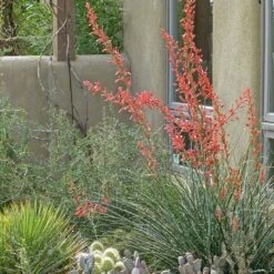 Coral Glow Texas Yucca (Hesperaloe) -High Country Gardens hesperaloe coral glow yucca opuntia echinocereus cc cropped