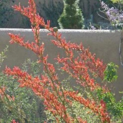 Coral Glow Texas Yucca (Hesperaloe) -High Country Gardens hesperaloe parviflora coral glow august cropped