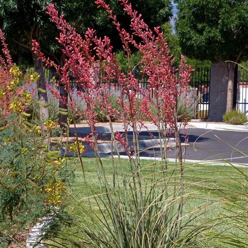 Straight Up Red Texas Yucca (Hesperaloe) 4 Straight Up Red Texas Yucca (Hesperaloe) - Image 2