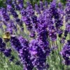 Blowin' In The Wind Collection 2 Blowin' In The Wind Collection -High Country Gardens hidcote superior english lavender garden flower bee