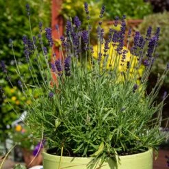 Hidcote Superior English Lavender 7 Hidcote Superior English Lavender -High Country Gardens hidcote superior english lavender pot