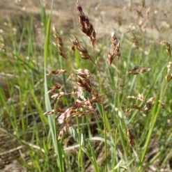 Sweetgrass 7 Sweetgrass -High Country Gardens hierochloe odorata2