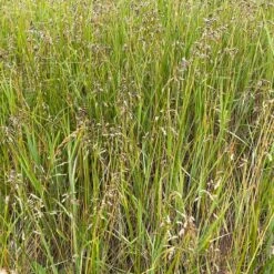 Sweetgrass 8 Sweetgrass -High Country Gardens hierochloe odorata3