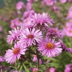 Superstar Aster Collection -High Country Gardens honeysong pink new england aster