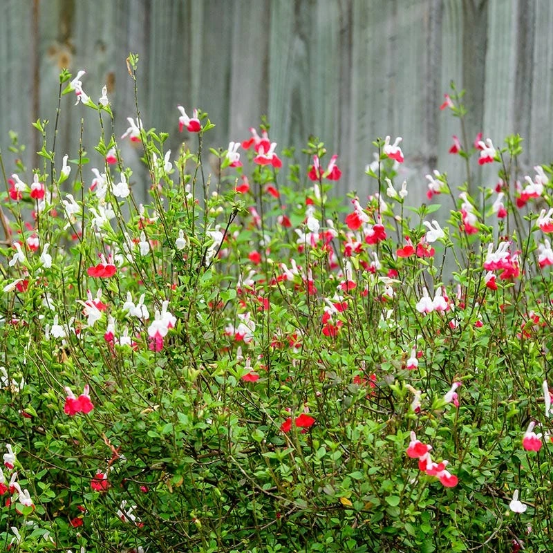 Hot Lips Salvia 4 Hot Lips Salvia - Image 2