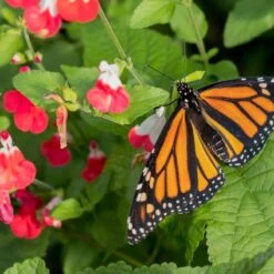 Hot Lips Salvia 8 Hot Lips Salvia -High Country Gardens hot lips salvia 4