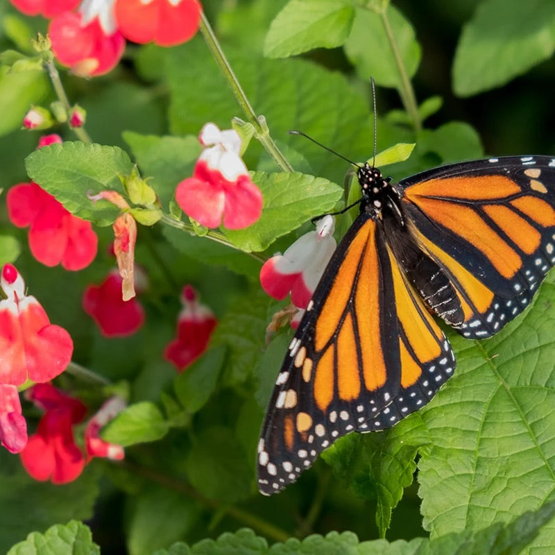 Hot Lips Salvia 5 Hot Lips Salvia - Image 3
