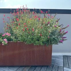 Hot Lips Salvia 9 Hot Lips Salvia -High Country Gardens hot lips salvia 5