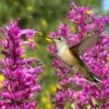 Hummingbird Attracting Collection For The West 2 Hummingbird Attracting Collection For The West -High Country Gardens hummingbird agastache cana rosita hummingbird