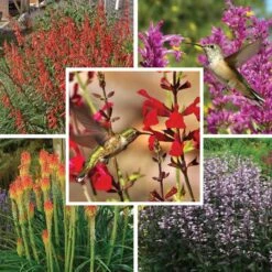 Hummingbird Attracting Collection For The West -High Country Gardens hummingbird attracting west 9 19 25