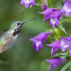 Plant Select® Waterwise Perennial Collection -High Country Gardens hummingbird penstemon pikes peak cropped