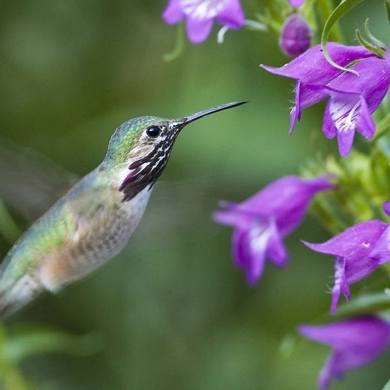 Pike's Peak Purple® Penstemon 5 Pike's Peak Purple® Penstemon - Image 3