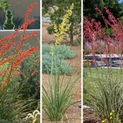 Hummingbird Paradise Hesperaloe Collection 11 Hummingbird Paradise Hesperaloe Collection -High Country Gardens hummingbird paradise hesperaloe collage