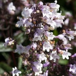 Husker Red Penstemon 8 Husker Red Penstemon -High Country Gardens husker red penstemon cropped 1