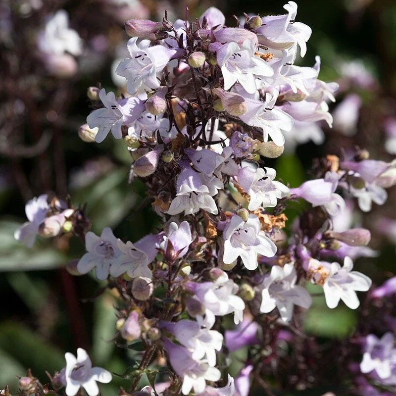 Husker Red Penstemon 4 Husker Red Penstemon - Image 2