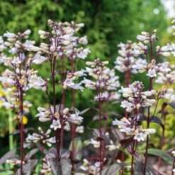 Husker Red Penstemon 10 Husker Red Penstemon -High Country Gardens husker red penstemon cropped 3