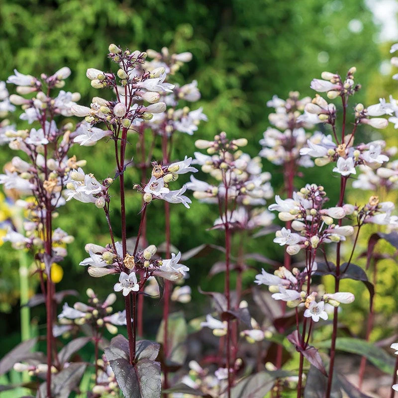 Husker Red Penstemon 6 Husker Red Penstemon - Image 4