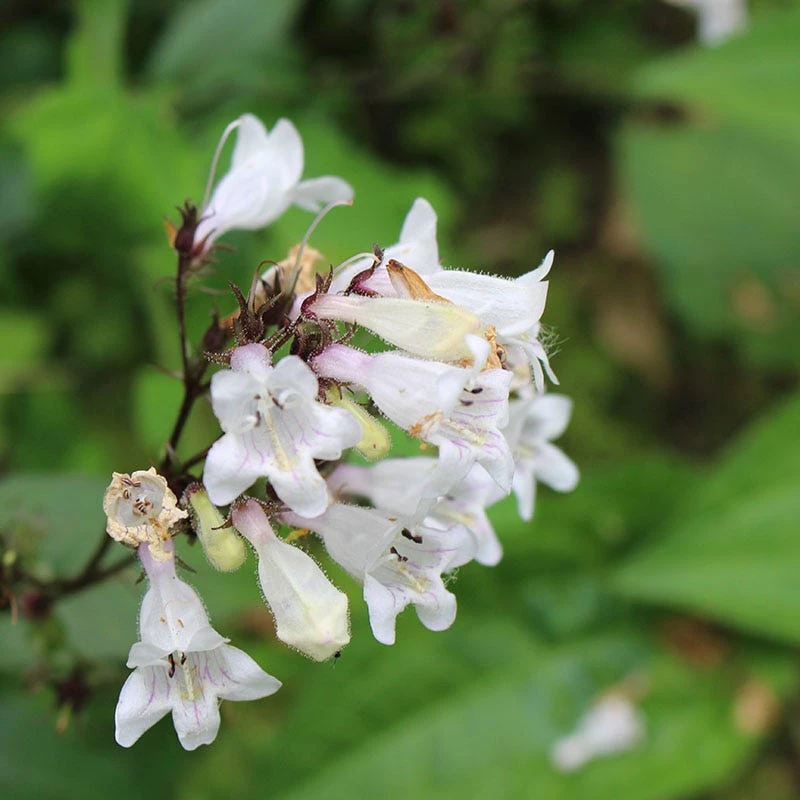 Husker Red Penstemon 7 Husker Red Penstemon - Image 5