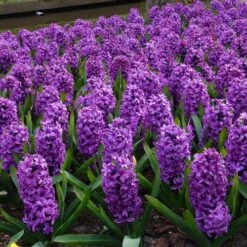 Miss Saigon Hyacinth 8 Miss Saigon Hyacinth -High Country Gardens hyacinth bulbs miss saigon brer00219