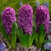 Miss Saigon Hyacinth 1 Miss Saigon Hyacinth -High Country Gardens hyacinth bulbs miss saigon elbo32118