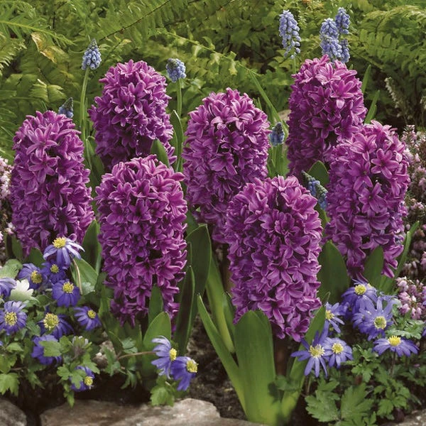 Miss Saigon Hyacinth 4 Miss Saigon Hyacinth - Image 2