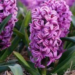 Spring Is In The Air Bulb Collection 11 Spring Is In The Air Bulb Collection -High Country Gardens hyacinthus orientalis miss saigon visi