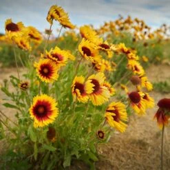 Dry Area Wildflower Seed Mix 11 Dry Area Wildflower Seed Mix -High Country Gardens indian blanket flower