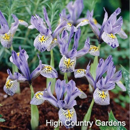 Katharine Hodgkin Specie Iris (Mini Iris) 4 Katharine Hodgkin Specie Iris (Mini Iris) - Image 2
