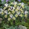 Katharine Hodgkin Specie Iris (Mini Iris) -High Country Gardens iriskatharinehodgkin 2